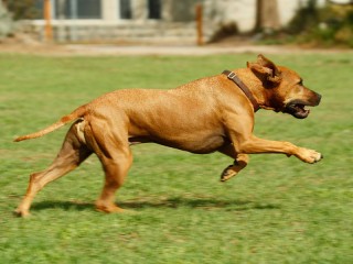 Un cane che corre sull'erba