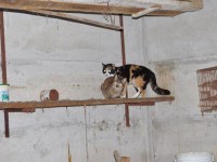 Appello adozione per 24 gatti a Fano
