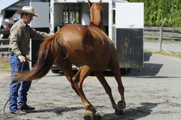 Un cavallo si appresta a salire sull'apposito carrello da trasporto