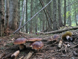 Funghi nel bosco