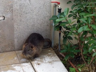 Nutria in giardino in via Annibal Caro a Senigallia