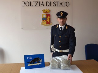 Il quantitativo di marijuana sequestro dalla polizia di Senigallia