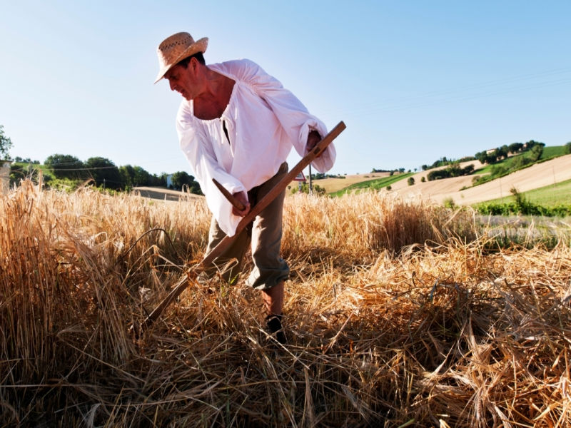 La mietitura del grano a Corinaldo