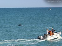 Delfini avvistato nelle acque di Senigallia