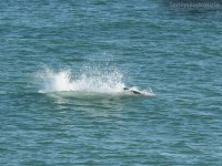 Tentativo di predazione del delfino avvistato a Senigallia