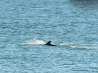 La pinna del delfino sbuca dalle acque di Senigallia