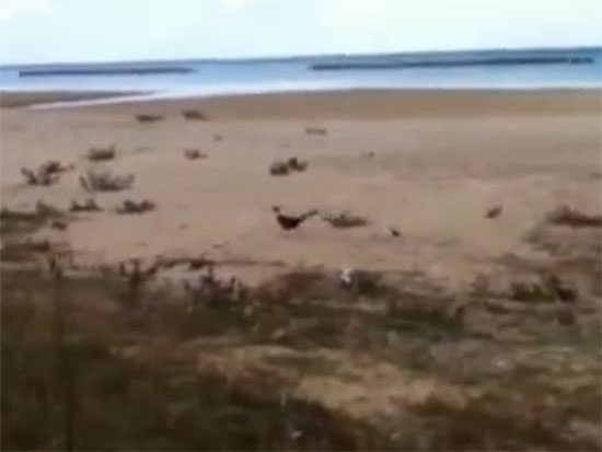 Fagiano in spiaggia a Senigallia