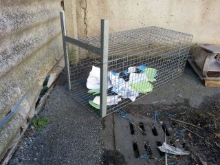 Trappola per gatti in zona Cesanella