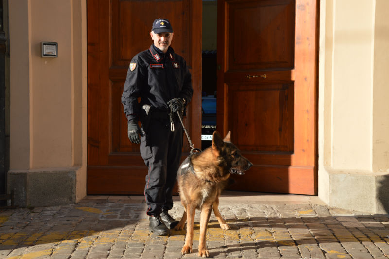 Blitz, cane dell'Unità Cinofila dei Carabinieri