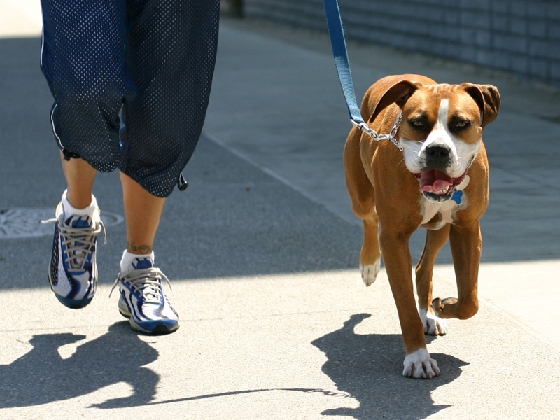 Passeggiata con il cane, dog walking, esercizio fisico, compagnia animali