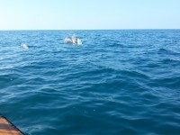 L'incontro con i delfini a largo di Senigallia