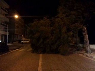 Albero abbattuto a Marzocca di Senigallia