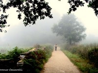 Panorami nella nebbia