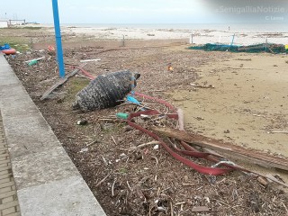 Detriti sulla spiaggia a Marzocca di Senigallia