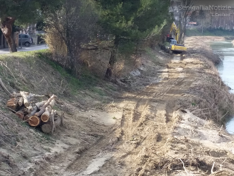 Una ruspa sul fiume Misa a Senigallia per i lavori di pulizia dell'alveo