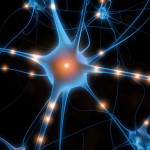 Neurone, neuroscienze