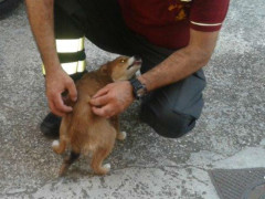 Salvataggio a Trecastelli di un cane chiuso in un garage