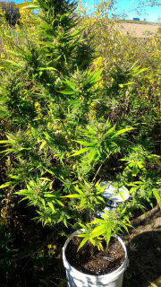 Una delle piante di marijuana scoperte a Senigallia dai Carabinieri