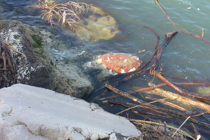 La carcassa di una tartaruga marina Caretta Caretta rinvenuta nelle acque del porto di Senigallia