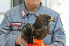 Falco Pecchiaiolo Recuperato