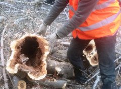 abbattimento di quattro pini radicati in via XXIV maggio a Marzocca