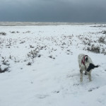 Neve a Senigallia: la spiaggia - foto di Samantha Piaggesi