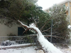 albero schiantato dal peso della neve