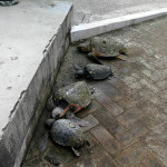Le tartarughe Caretta caretta salvate