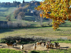 Passeggiata alla Valle dei Tufi