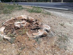 Albero tagliato a Ostra Vetere