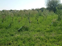 Incuria al parco urbano delle Saline a Senigallia