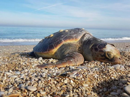 carcassa di tartaruga ritrovata sulla spiaggia di Marzocca