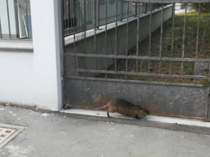 La nutria all' incrocio di via Bolzano e via Gramsci