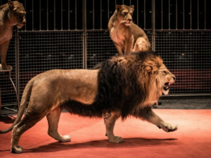 Animali del circo, circo