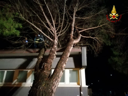 Albero caduto a Senigallia per il forte vento