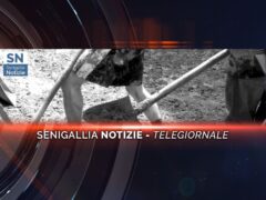 videogiornale enzo carli