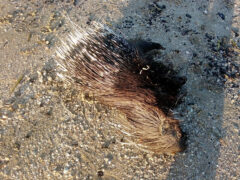 Carcassa di istrice su spiaggia di Senigallia