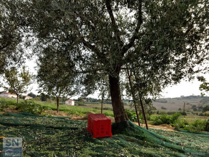 Lavori nelle campagne di Senigallia - La raccolta delle olive - Foto di Massimo Riminucci