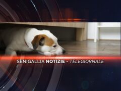 senigallia notizie telegiornale