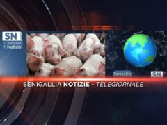 senigallia notizie telegiornale