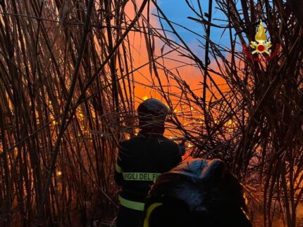 Incendio canneto