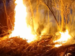 Canne e rami a fuoco lungo il Misa