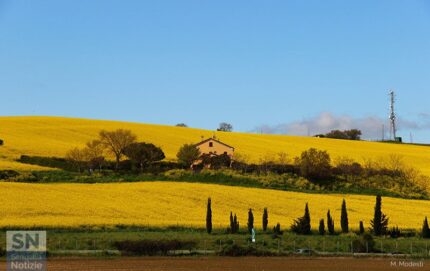 Le campagne senigalliesi - Cartolina primaverile - Foto di Massimo Modesti