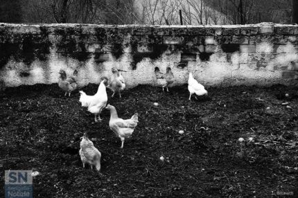 Galline - Foto di Loriano Brunetti