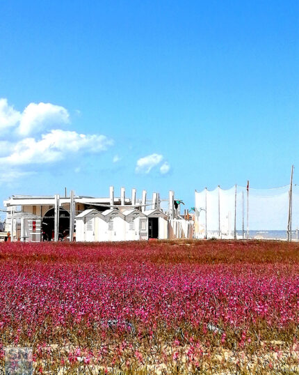 Spiaggia in fiore - Foto di Valtero Tanfani