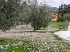 La margherita e l'ulivo: natura e politica - Foto di Giancarlo Rossi