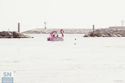 Fenicotteri al mare di Senigallia - Foto di Daniele Brescini