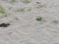 Topo sulla spiaggia di Senigallia, accanto al porto