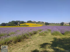 Corinaldo in fiore - Foto di Giancarlo Rossi