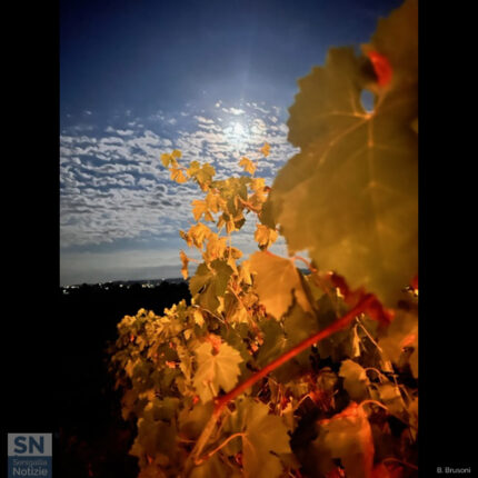 La luna nella vigna - Foto di Barbara Brusoni